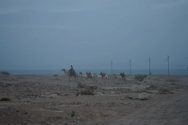 Καμήλες Πόδια Κατά Μήκος Της Ακτής Του Κόλπου Της Άκαμπα — Φωτογραφία Αρχείου