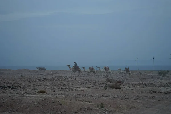 Camelos Caminham Longo Costa Golfo Aqaba Mar Vermelho Dahab Sul — Fotografia de Stock