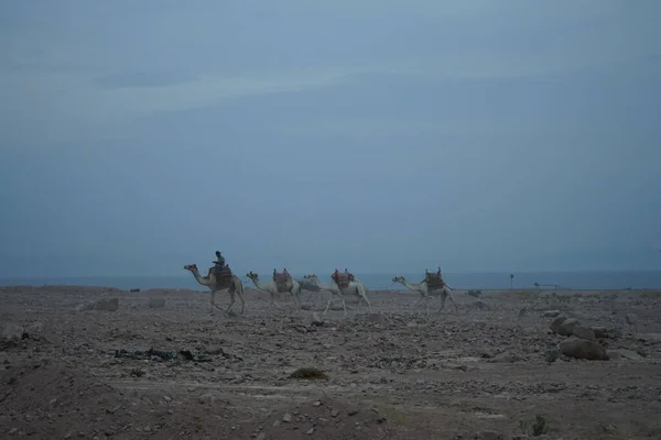 Kameler Vandrar Längs Aqababuktens Kust Röda Havet Dahab Södra Sinai — Stockfoto