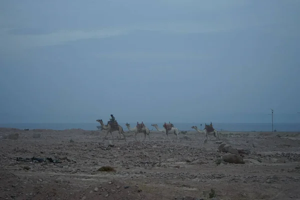 Develer Kızıl Deniz Deki Akabe Körfezi Kıyısında Yürürler Dahab Güney — Stok fotoğraf