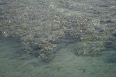 Sahil mercan resifinin üst görüntüsü. Resif, canlı organizmalar tarafından oluşturulan biyojeolojik bir yapıdır. Dahab, Güney Sina Valiliği, Mısır  