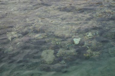 Sahil mercan resifinin üst görüntüsü. Resif, canlı organizmalar tarafından oluşturulan biyojeolojik bir yapıdır. Dahab, Güney Sina Valiliği, Mısır  