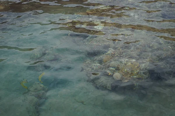 海岸のサンゴ礁のトップビュー サンゴ礁は生物によって形成される生物学的構造である エジプト南シナイ県ダハブ — ストック写真