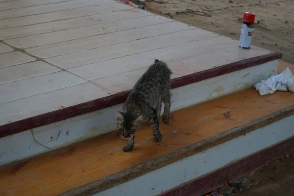 Gato Pelo Liso Gris Las Escaleras Dahab Provincia Del Sinaí —  Fotos de Stock