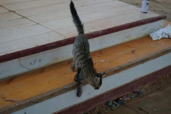 Gato Cabelos Lisos Cinzentos Nos Degraus Dahab Sul Sinai Governorate — Fotografia de Stock