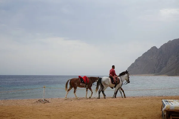 stock image A rider on a horse gallops along the beach along the Red Sea in the Gulf of Aqaba. Dahab, South Sinai Governorate, Egypt 