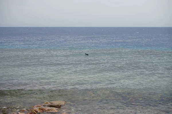 Aves Acuáticas Sula Leucogaster Mar Rojo Golfo Aqaba Sula Leucogaster — Foto de Stock