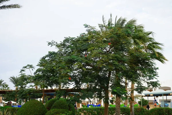 Vachellia Seyal Acacia Roja Acacia Seyal Conocida También Como Árbol —  Fotos de Stock