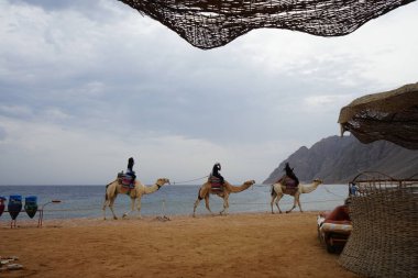 Turistler, arka planda Kızıldeniz 'de Akabe Körfezi' nin olduğu sahilde develere biniyor. Dahab, Güney Sina Valiliği, Mısır 
