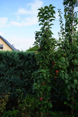 Sütun elma ağacı, Malus domestica Ballerina 