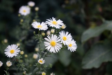 Ekim ayında bahçede kışın sertleşen beyaz astlar 