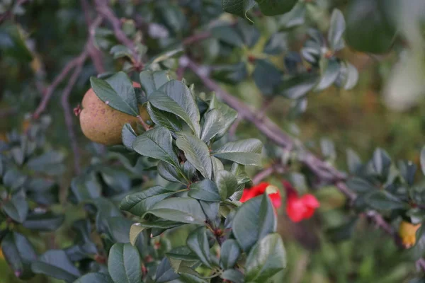 Chaenomeles Speciosa Membrillo Floreciente Membrillo Chino Membrillo Japonés Arbusto Espinoso — Foto de Stock