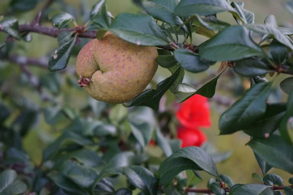 Chaenomeles Speciosa Virágzó Birs Kínai Birs Vagy Japán Birs Egy — Stock Fotó