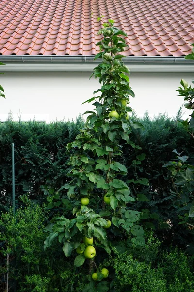 Sütun elma ağacı, Malus Ballerina 'Bolero', ekim ayında bahçede meyveler. Berlin, Almanya 