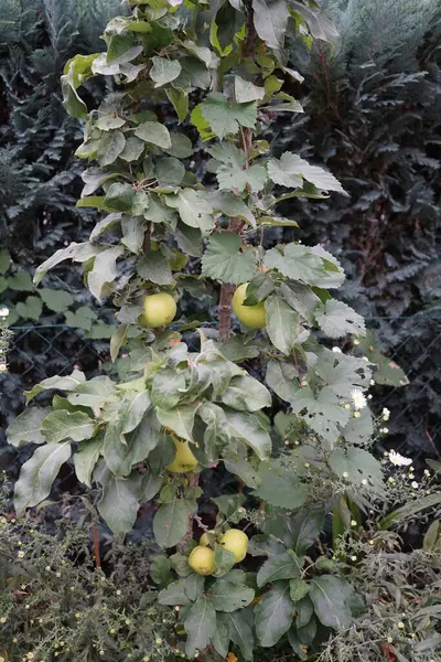 Columnar Apple Tree Malus Ballerina Bolero Fruits October Garden Berlin — Stock Photo, Image