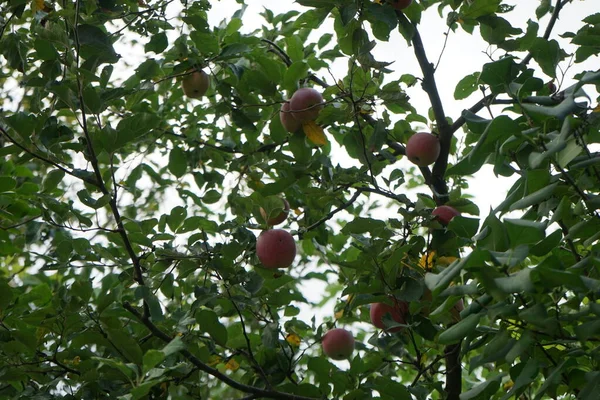 Malus Domestica Braeburn Con Frutas Octubre Jardín Berlín Alemania — Foto de Stock