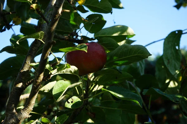 Колонная Яблоня Malus Domestica Балерина Вальс Фруктами Октябре Саду Берлин — стоковое фото