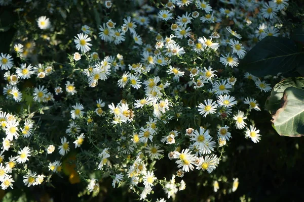 Uma Abelha Recolhe Néctar Inverno Resistente Schneekissen Astros Brancos Jardim — Fotografia de Stock