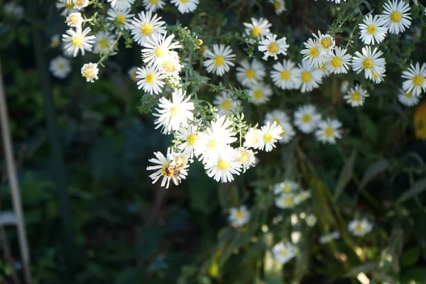 Ett Samlar Nektar Från Vinterhärdiga Schneekissen Vita Astrar Trädgården Oktober — Stockfoto