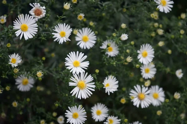 Astras Brancas Resistentes Inverno Schneekissen Jardim Outubro Aster Género Botânico — Fotografia de Stock