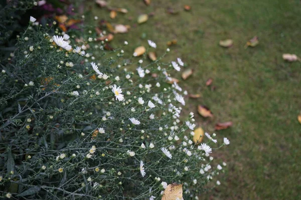 Октябре Зимостойкие Белые Огороды Зацветают Саду Aster Род Многолетних Цветковых — стоковое фото