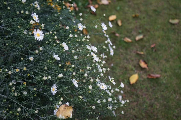 정원에서 겨울용 화이트 Schneckissen 나왔다 아스터 Aster 속하는 다년생의 현화식물 — 스톡 사진