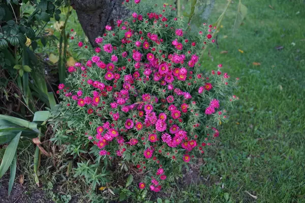 Χειμωνιάτικη Ανθεκτική Άστερ Dumosus Jenny Μοβ Λουλούδια Στον Κήπο Τον — Φωτογραφία Αρχείου