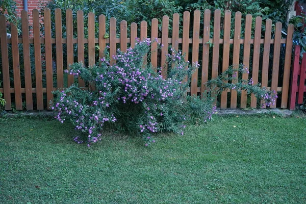 Зимостойкий Aster Novi Belgii Сине Фиолетовыми Цветками Октябре Symphyotrichum Novi — стоковое фото