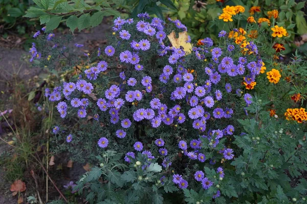 Χειμωνιάτικη Ανθεκτική Άστερ Dumosus Blaue Lagune Λουλούδια Blaue Τον Οκτώβριο — Φωτογραφία Αρχείου