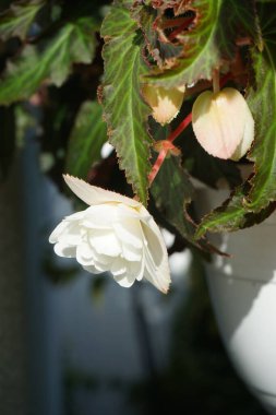 Begonia Aydınlatma Beyaz 'ın güzel beyaz çiçekleri var. Begonya, Begoniaceae familyasından bir bitki cinsidir. Berlin, Almanya  