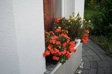 Impatiens Walleriana 'nın yıllık kırmızı çiçekleri ve Portekiz' in sarı çiçekleri pencere kenarındaki bir çiçek kutusunda. Berlin, Almanya