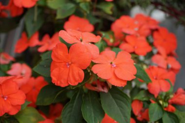 Impatiens walleriana, syn. Impatiens sultanii, kısaca 