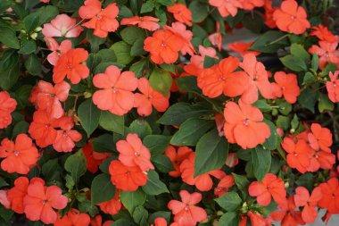 Impatiens walleriana, syn. Impatiens sultanii, kısaca 