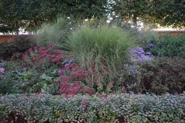 Sonbahar Asterları, Sedum Spectabile, süs otları ve diğer bitkiler ekim ayında parkta bir çiçek tarlasında. Berlin, Almanya