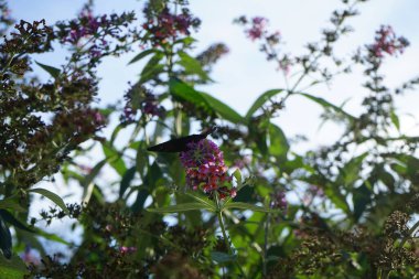 Kelebek Aglais io, Buddleja Daviddii 'nin 