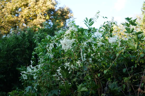 落叶松是一种生长迅速的多年生攀援植物 在十月长出小白花 落叶松是荞麦科开花植物的一个属 德国柏林 — 图库照片