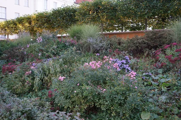 10月に公園内の花壇に秋のアスター セダム スペシブル 観賞用の草や他の植物 ドイツ ベルリン — ストック写真