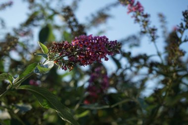 Benzersiz bir renk kombinasyonuyla, koyu turuncu açan mavi tomurcuklar ile, Buddleja davidii 