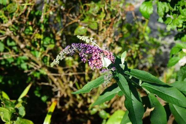 Butterfly Pieris brassicae sits on the flowers of Buddleja davidii \