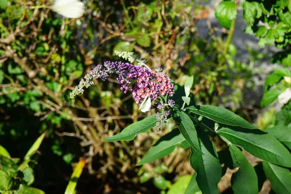 Бабочка Pieris Brassicae Сидит Цветах Buddleja Davidii Flower Power Октябре — стоковое фото