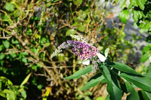 Butterflies Pieris brassicae sits on the flowers of Buddleja davidii 