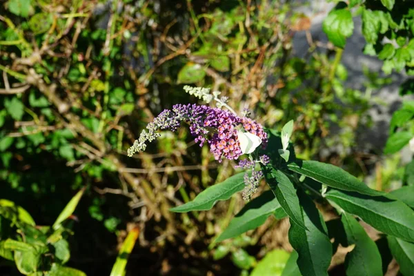 Butterfly Pieris brassicae sits on the flowers of Buddleja davidii \