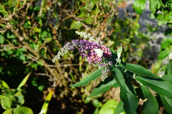 Метелик Pieris Brassicae Сидить Квітці Buddleja Davidii Квіткова Сила Жовтні — стокове фото