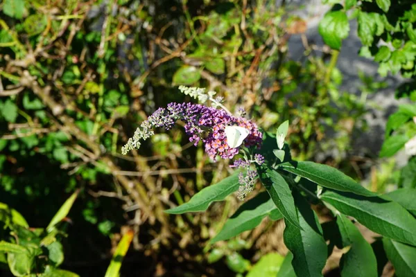 Motyl Pieris Brassicae Siedzi Kwiatach Buddleja Davidii Flower Power Październiku — Zdjęcie stockowe