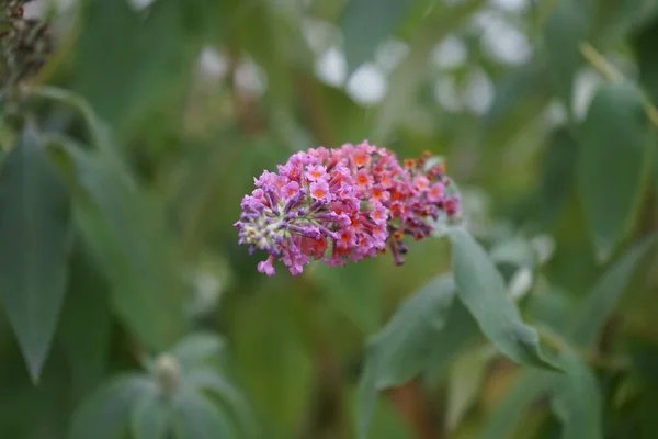 比類のない色の組み合わせで 深いオレンジを咲かせる青い芽 Buddleja Davidii 花の力 は庭のための最も美しい観賞用低木の1つです ドイツ ベルリン — ストック写真