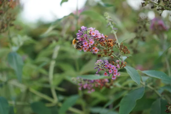 Pszczoła Buddleja Davidii Flower Power Ogrodzie Październiku Buddleja Davidii Flower — Zdjęcie stockowe