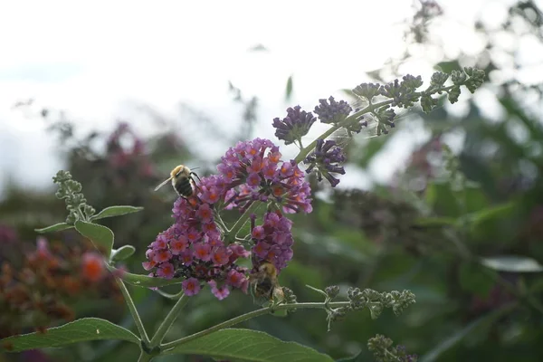 Bienen Auf Buddleja Davidii Flower Power Garten Oktober Buddleja Davidii — Stockfoto