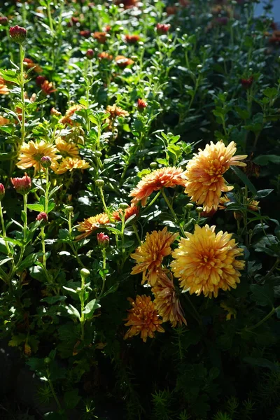Winter Hardy Orange Chrysanthemums Garden Chrysanthemums Sometimes Called Mumingtons Chrysanths — Stock Photo, Image