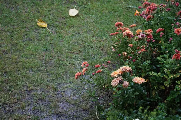 庭で耐寒性のオレンジ菊 時にはミイラトンまたは菊と呼ばれ 科アスタナ科の菊属の開花植物です ドイツ ベルリン — ストック写真