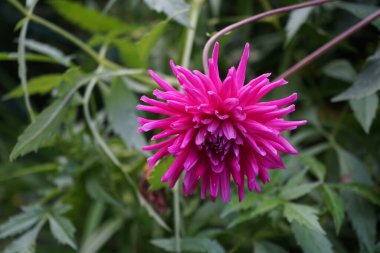 Ekim ayında Kaktüs Yıldız çiçeklerinin pembe çiçekleri. Kaktüs yıldız çiçekleri çift çiçek açar, Ray çiçeklerinin çoğu boylamsal eksenlerinin yüzde ellisinden fazlasında döner ve düz ya da incelenir. Berlin, Almanya 